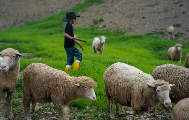 刘若英罕晒5岁儿子近况，5岁身高随爸爸，体验牧羊童生活