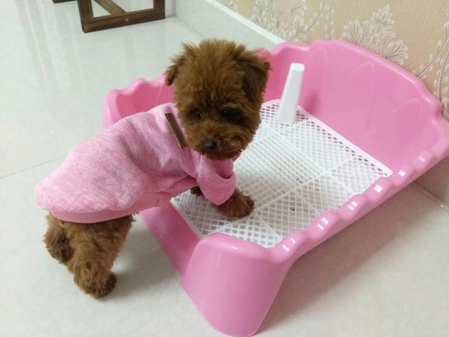 飞耳泰迪
