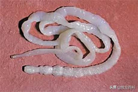 什么时候打虫最好为什么春季打虫最佳时期