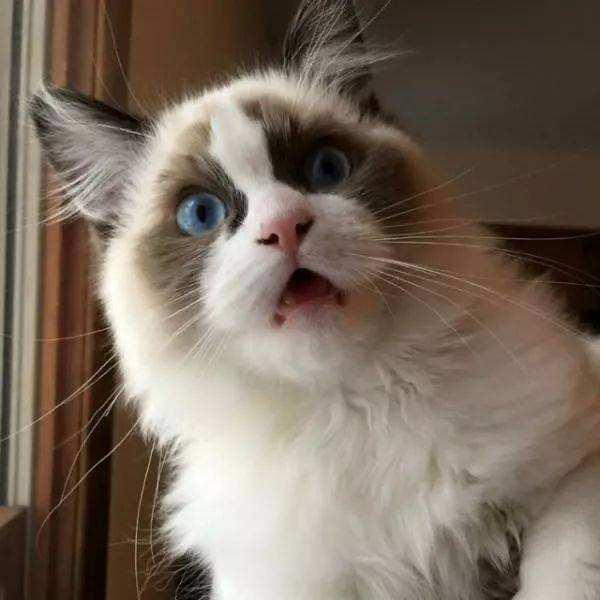 震惊什么意思(到底震惊什么意思)