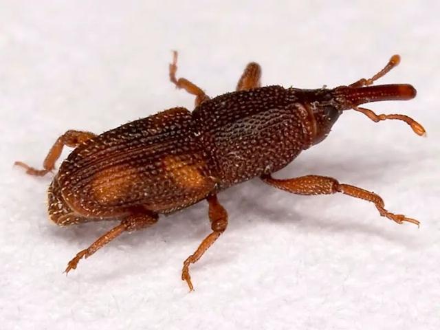 米袋里凭空出现的甲虫，你吃的每碗饭都可能含有它们的虫卵 生活与健康 第3张