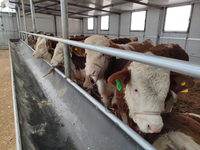 虽然看到养牛业的前景很广阔，但是要放开手脚