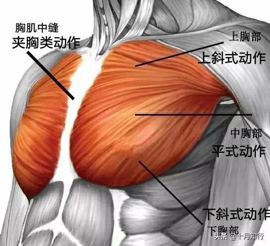 練胸總是沒有突破？你或許不是做錯了動作，而是忽視了這些細節