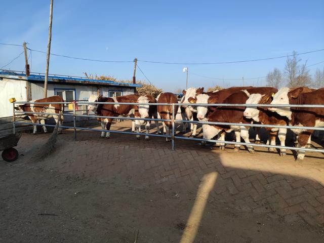 虽然看到养牛业的前景很广阔，但是要放开手脚