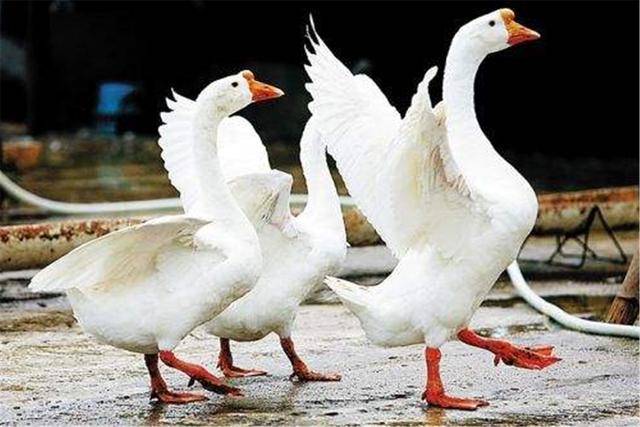 鹅是什么意思(网上说的鹅是啥意思)