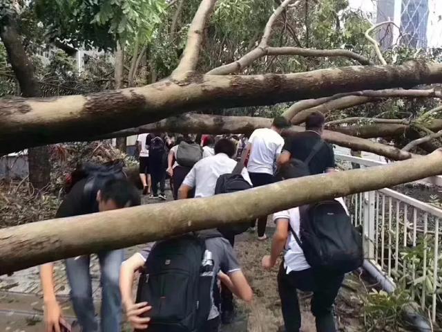 迎战台风“黑格比”倒伏树木，中能装备QTG300成道路清障利器