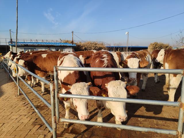 虽然看到养牛业的前景很广阔，但是要放开手脚