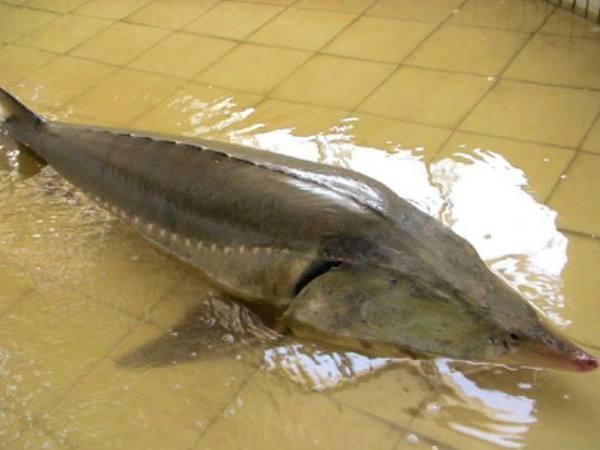 松花江中的巨无霸鲟鳇鱼的秘密康熙乾隆也到松花江捕捉