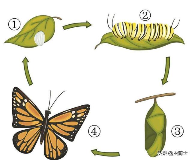 蛾子什么意思(备注蛾子什么意思)