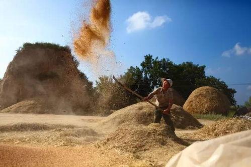 麦垛什么意思(麦垛什么意思百度百科)