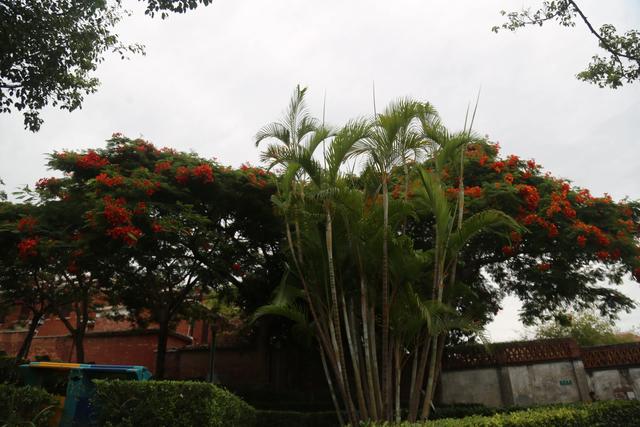 从爱国华侨陈嘉庚雇日本妓女说起厦门