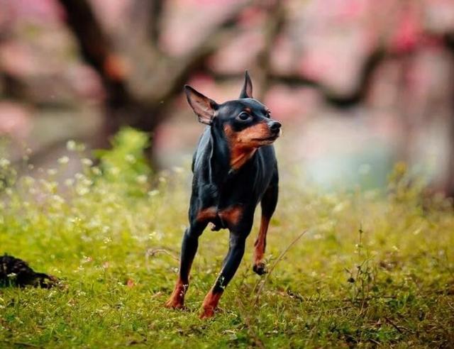 鹿娃狗咬主人吗好养吗还有等等特点