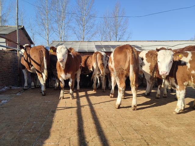 养牛人越来越多，这行到底能不能行？还能不能