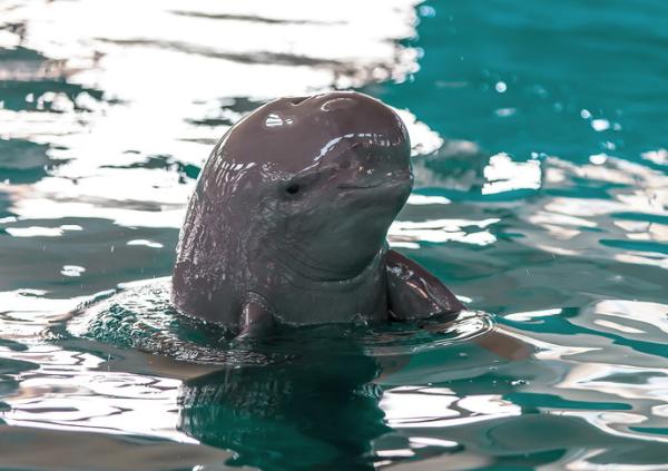 曾经是窄脊江豚的指名亚种,2018年4月升级为独立物种.