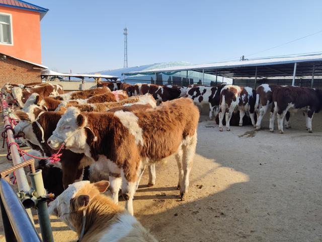 养牛人越来越多，这行到底能不能行？还能不能