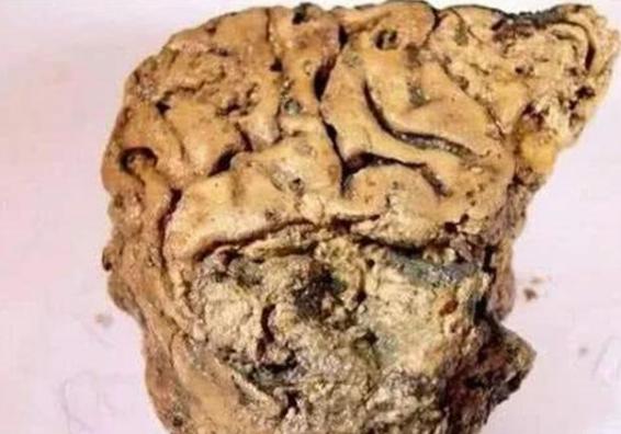 2600年前的大脑，似乎还“活着”，科学家：死者生前遭到残忍酷刑