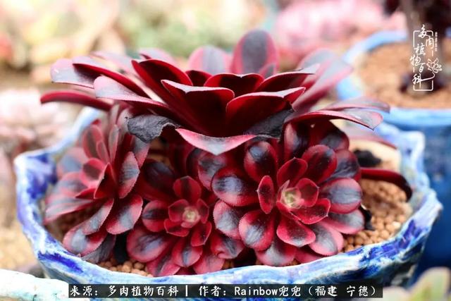 以肉会友，致敬超龄大儿童们