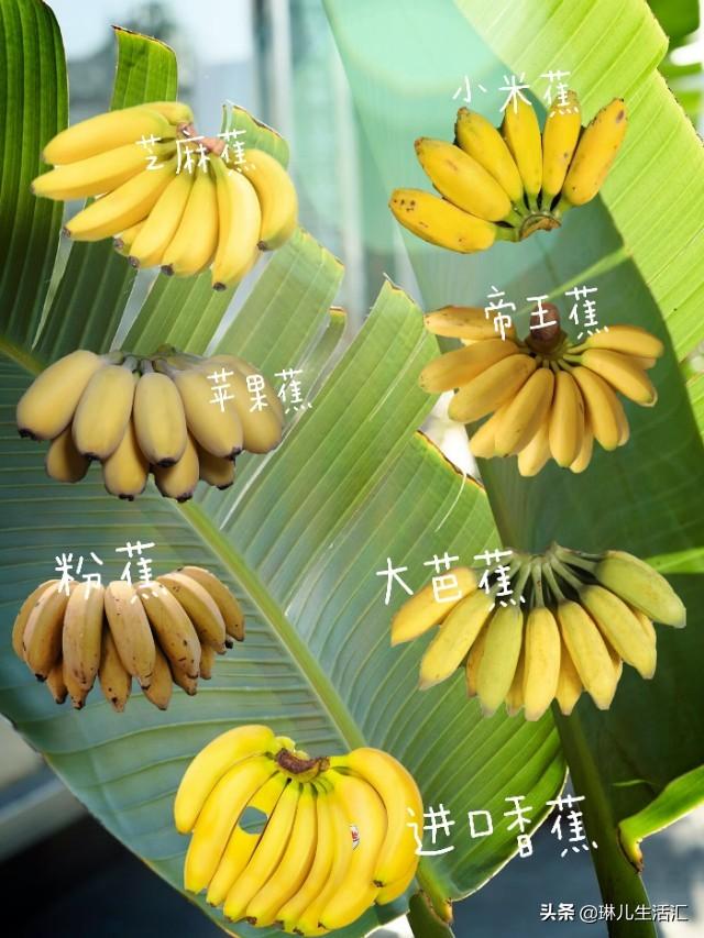 爱吃香蕉，你了解它们的品种吗？附赠最美味的吃法