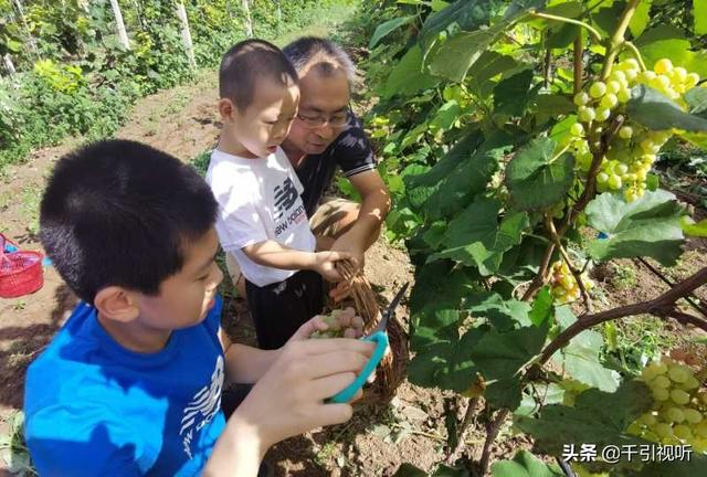 |北京延庆好去处：春日农场任大叔家的葡萄熟了