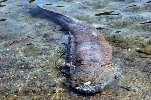 為什麼史前動物長得都很巨大 而現代動物大多都縮水了 新華僑網