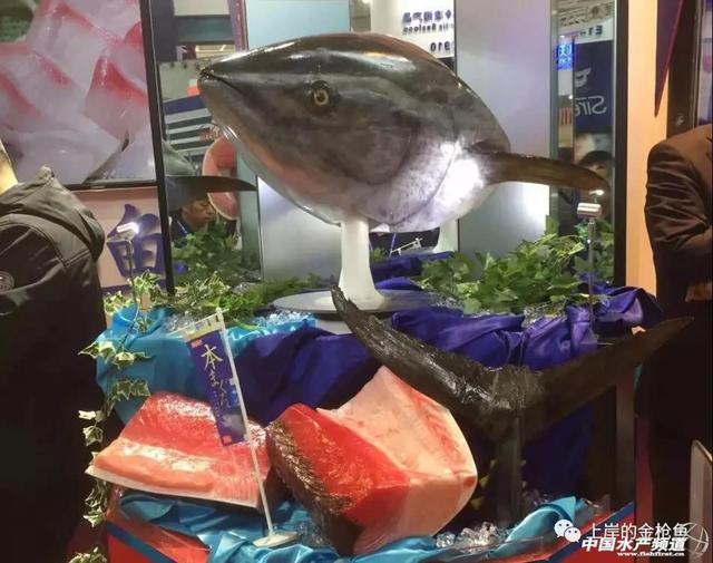中国钓的最大金枪鱼(最大金枪鱼吉尼斯世界纪录)