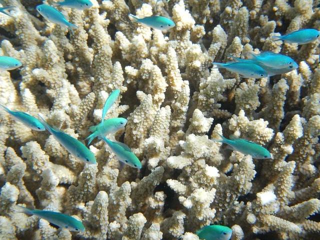 珊瑚虫为什么喜欢在浅水区里生活