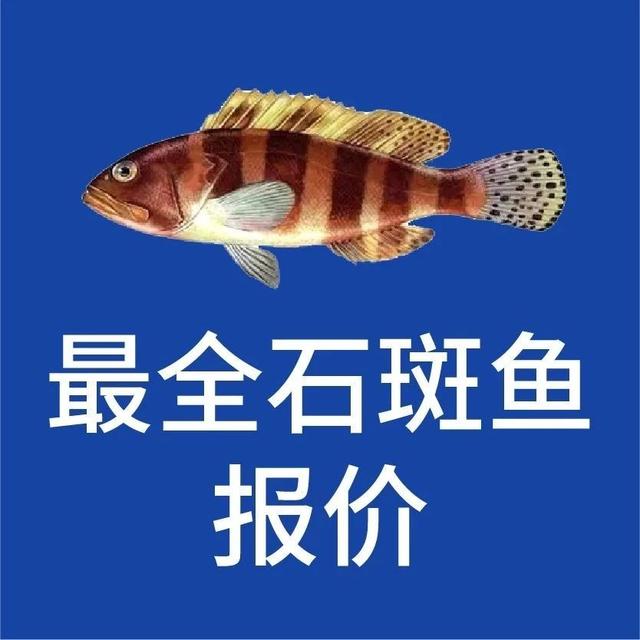 石斑鱼多少钱(野生石斑鱼多少钱一斤)
