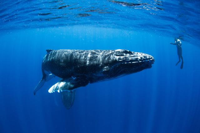 摄影师潜水偶遇座头鲸母子 好奇“鲸宝宝”凑近与人类“握手”