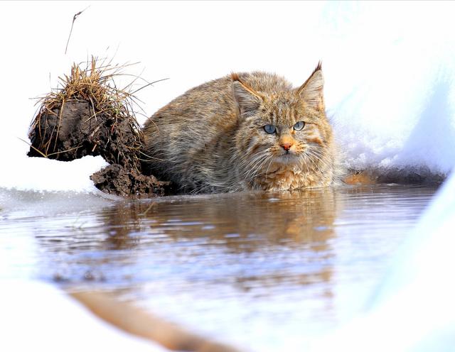 世界最神秘的猫科动物再次亮相祁连山且首次拍摄到正面清晰照 其他 蛋蛋赞