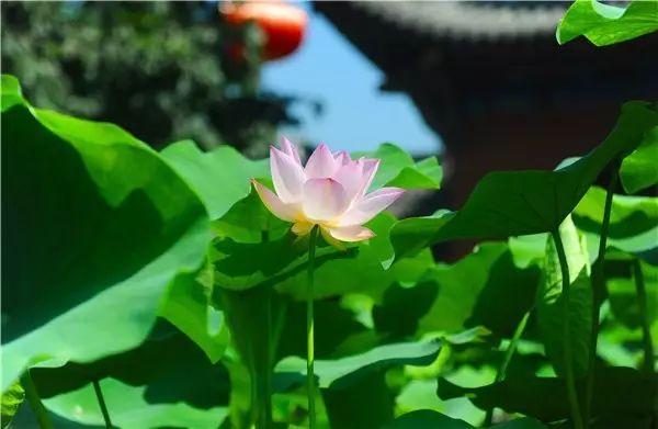 2020重庆旅行时间表出炉，赶紧收藏