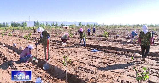 「发展生态产业 助推经济高质量发展」民乐县六