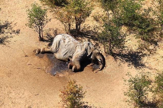 博茨瓦纳350余头大象离奇死亡"史无前例"，专家怀疑元凶为新冠病毒