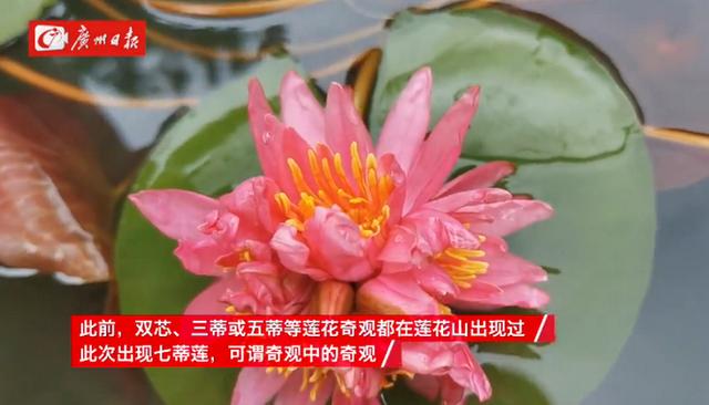 广州七蒂莲入选吉尼斯世界纪录 莲花山堪称 莲花奇观最强诞生地 旅游 蛋蛋赞