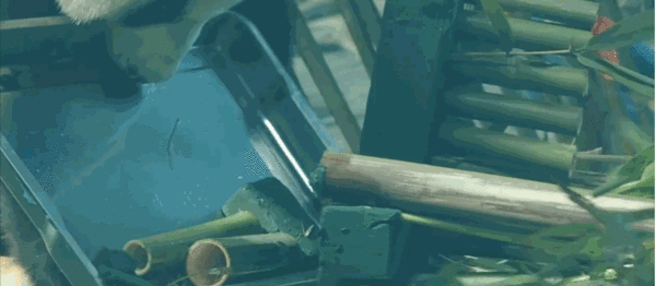 熊礼|动物园举办成熊礼 网友们纷纷表示这是在给春俏征婚吗？