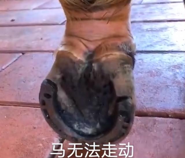 男孩|冲入海中救男孩的两匹马病危 主人心疼求助