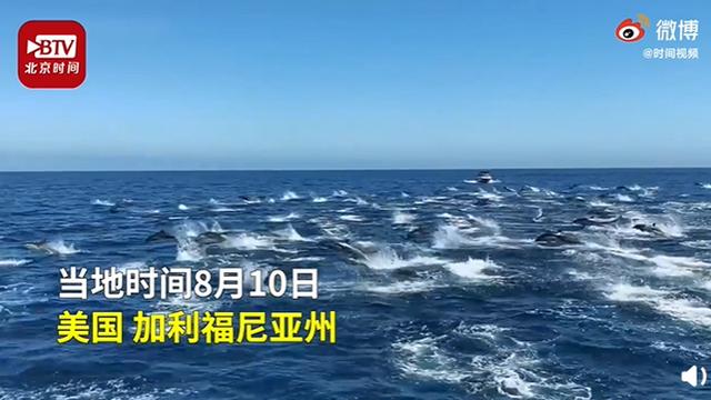 海豚：出海观鲸偶遇海豚群狂奔 乘风破浪的海洋精灵秒杀电影特效