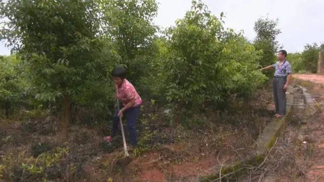 梅州平远：中医药产业助力脱贫攻坚