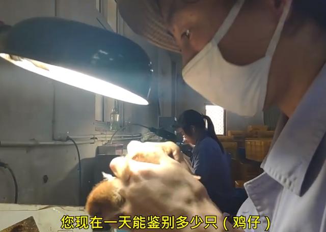 每天|幼鸡鉴别师每天分辨上万只鸡仔 自称不会分错性别