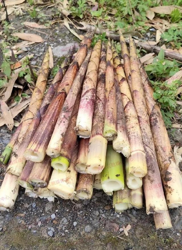 金什么时什么时候上市金时科技什么时候开盘