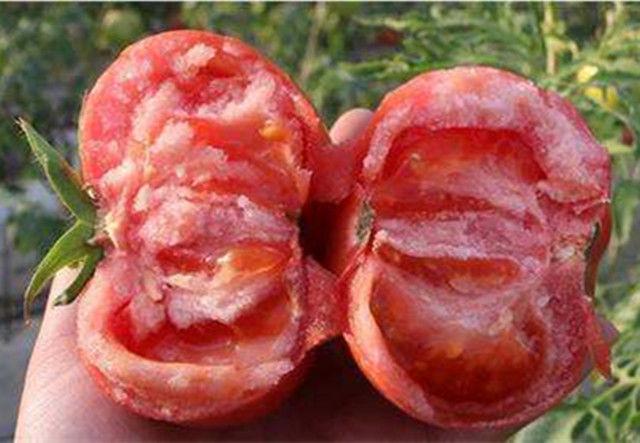 西红柿是挑“粉色”还是“红色”？吃了30年，现在才弄清楚