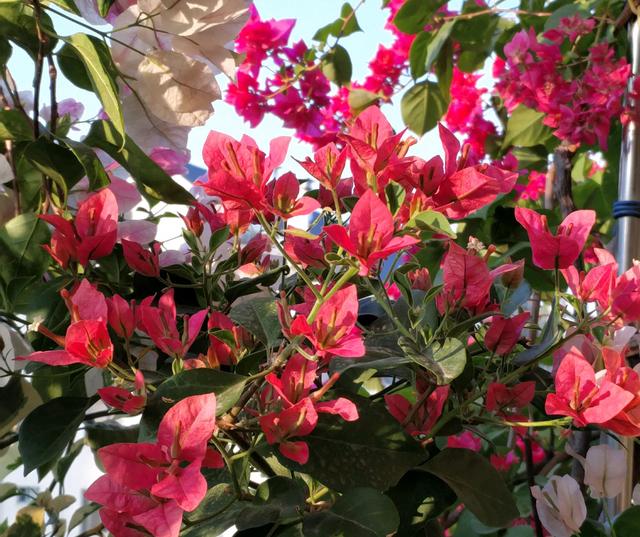 三角梅什么时候开花(三角梅风水禁忌)