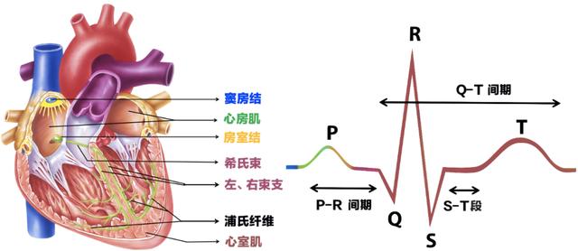 心电图的操作流程(心电图导联位置)