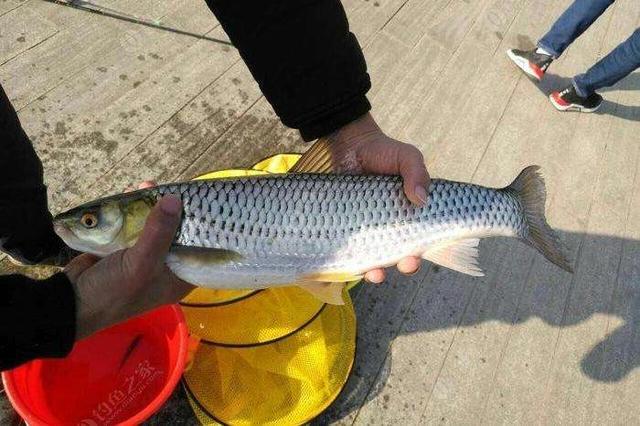 红眼鱼一斤多少钱野生红眼鱼多少钱一斤