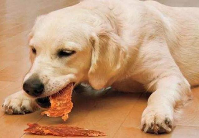 四个月大的狗狗吃什么 可以喝牛奶吗 院勾问答