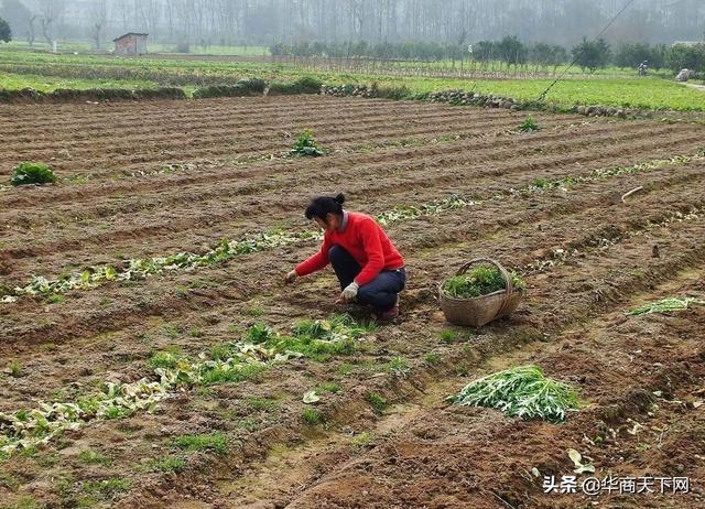 合村并居急不得，也不能急，如果没让农民过得