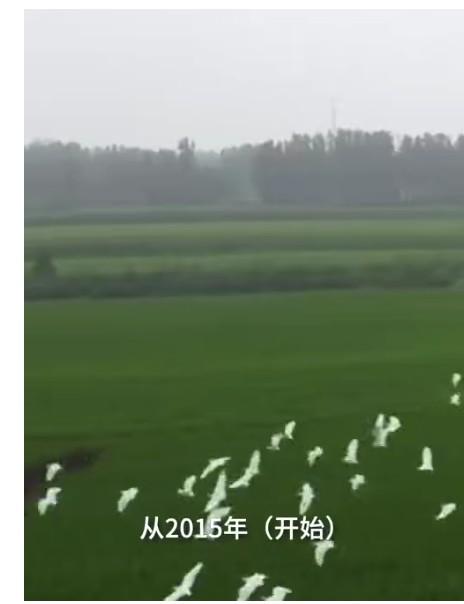 袁隆平|农民种出袁隆平钟南山稻田画 平均每幅画约3000个点用5种颜色的水稻组成