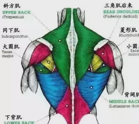 訓練背部的十個王牌動作，你練過幾個？