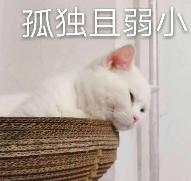 抖音里刷到一位油腻大叔，以为是青铜结果一开口我跪了…