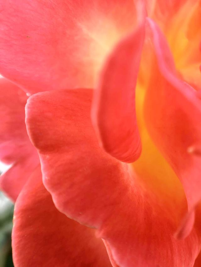 希腊神话 玫瑰花 由来 最佳呆