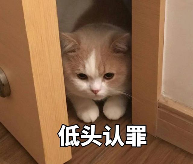 肖战首次公开道歉，疑为中伤何炅发声，为何对明星素人态度迥异？